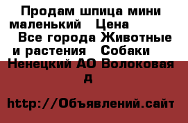 Продам шпица мини маленький › Цена ­ 15 000 - Все города Животные и растения » Собаки   . Ненецкий АО,Волоковая д.
